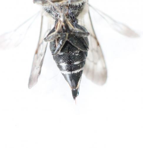 Coelioxys sp.