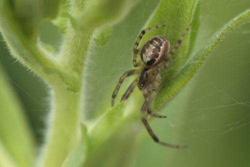 Zygiella x-notata