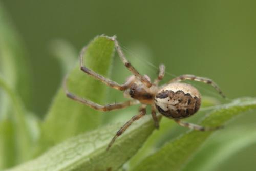 Zygiella x-notata