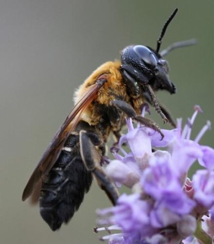 Megachile sculpturalis
