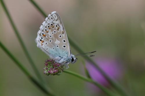 Réf. 126 594 : Polyommatus sp.