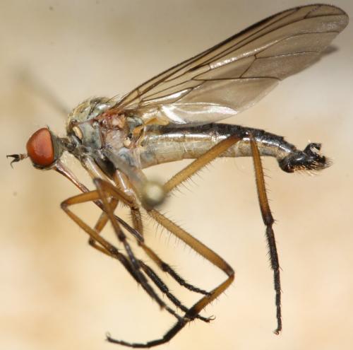 Empis lauriauti