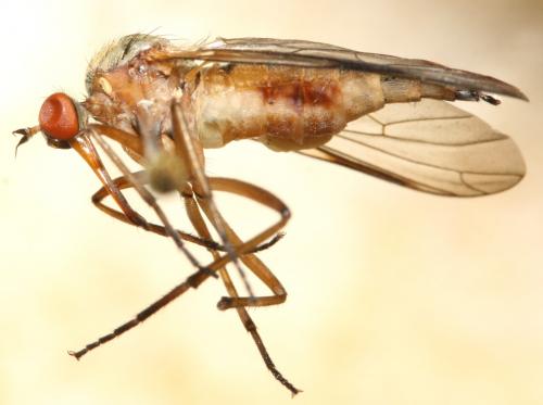Réf. 126 917 : Empis lauriauti