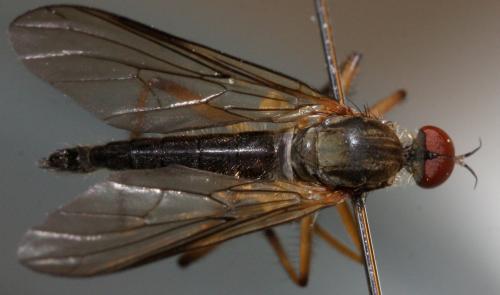 Réf. 126 916 : Empis lauriauti