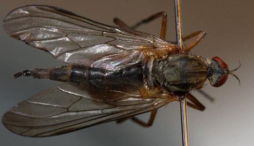 Réf. 126 918 : Empis lauriauti
