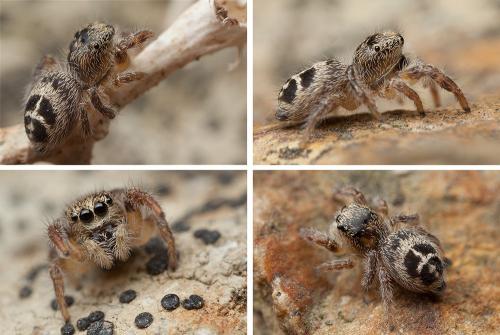 Pellenes tripunctatus
