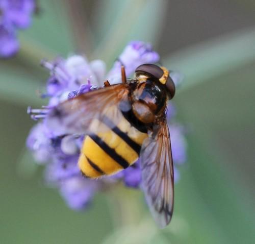 Réf. 126 303 : Volucella inanis