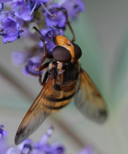 Volucella inanis