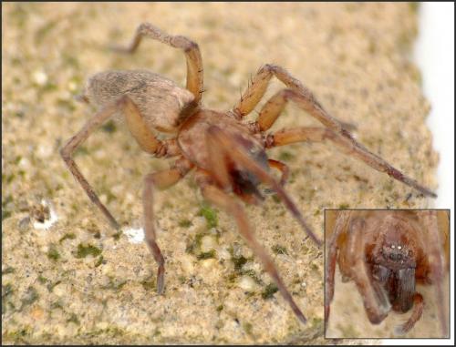 Drassodes sp.