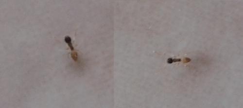 Tapinoma melanocephalum