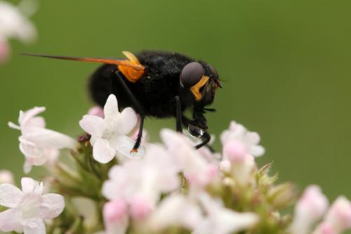 Réf. 126 110 : Mesembrina sp.