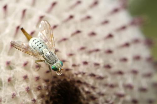 Terellia longicauda