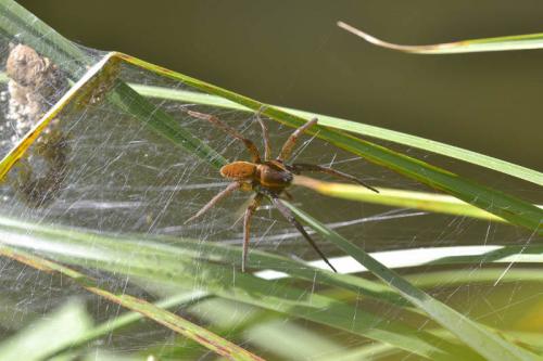 Dolomedes sp.
