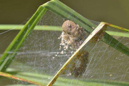 Dolomedes sp.
