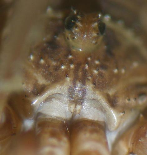 Phalangium opilio