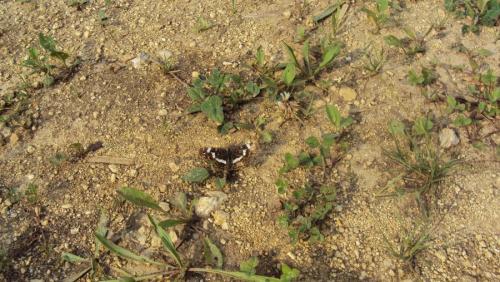 Araschnia levana