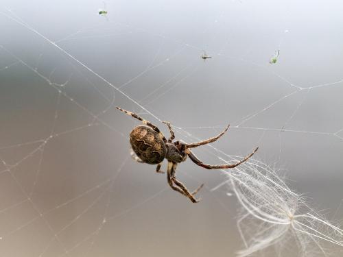 Réf. 126 602 : Larinioides sclopetarius