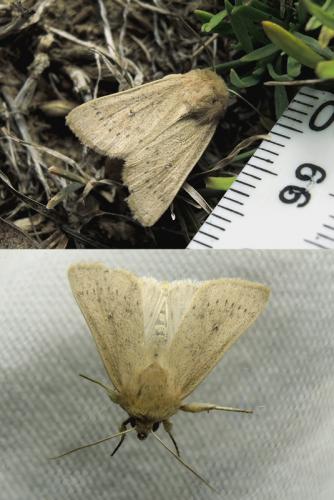 Mythimna sp.