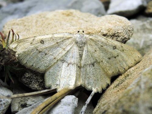 Elophos serotinaria
