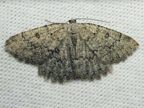 Charissa obscurata