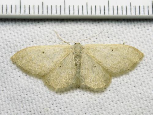 Idaea straminata