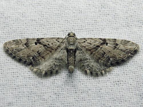 Réf. 126 104 : Eupithecia pusillata