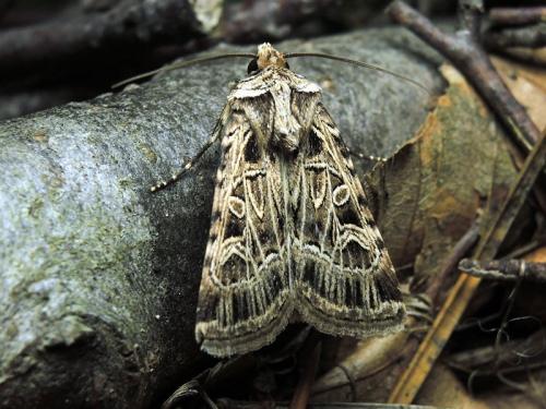 Chersotis elegans
