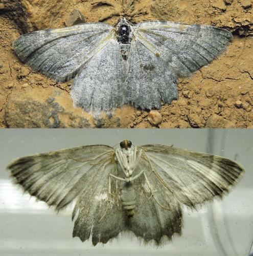 Réf. 126 191 : Charissa glaucinaria