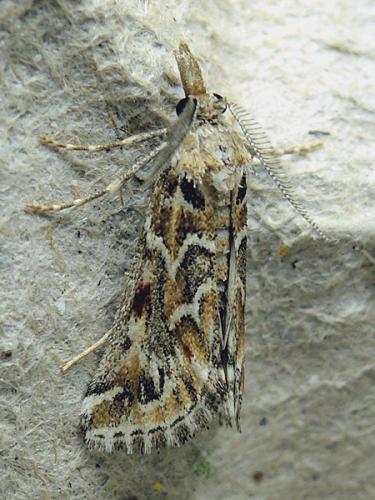 Réf. 126 177 : Hypotia massilialis