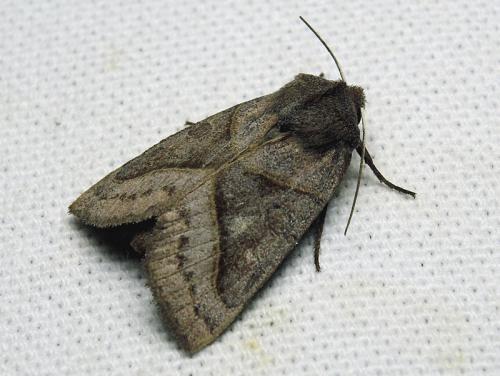 Réf. 126 676 : Mesogona oxalina