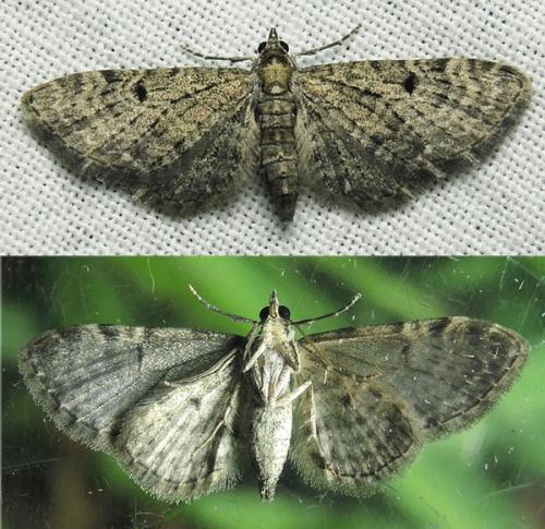 Réf. 126 680 : Eupithecia virgaureata