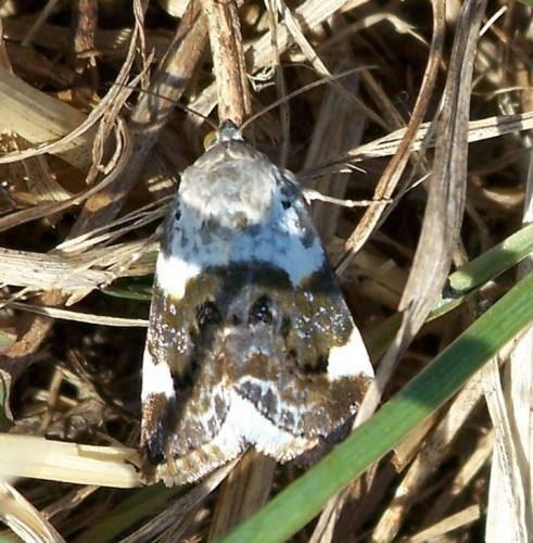 Réf. 126 390 : Acontia lucida