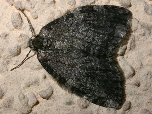 Epirrita sp.