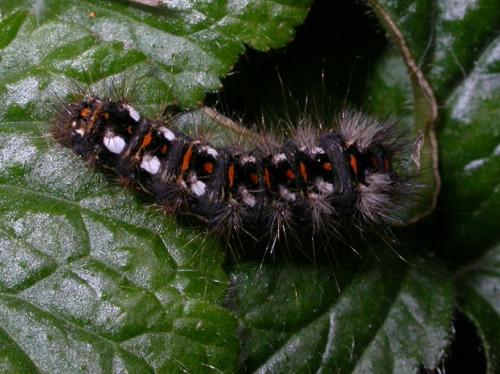 Réf. 126 685 : Acronicta rumicis