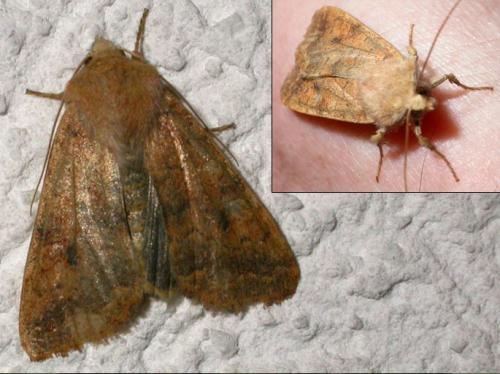 Agrochola circellaris