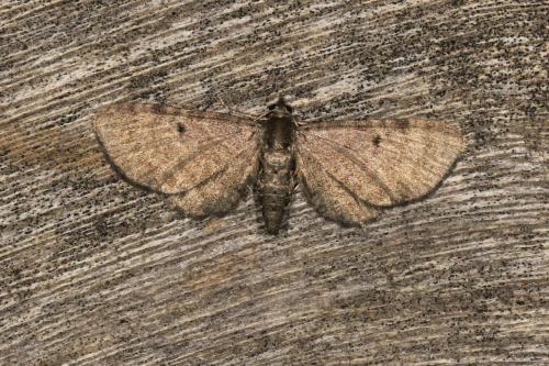 Eupithecia sp.