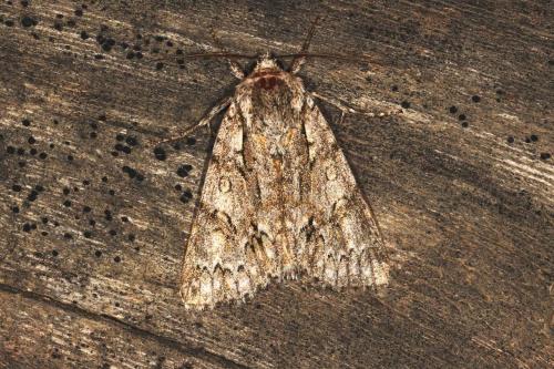 Réf. 126 035 : Acronicta auricoma