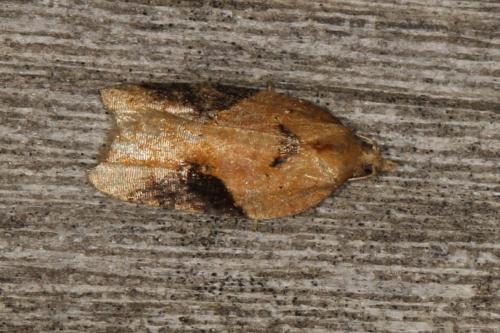Réf. 126 474 : Acleris sp.