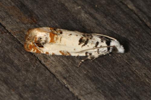 Eucosma campoliliana