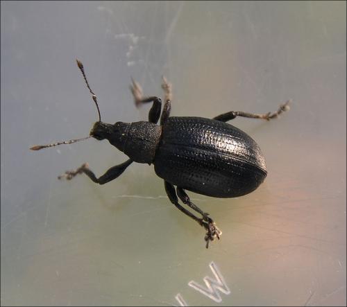 Réf. 126 094 : Liophloeus tessulatus