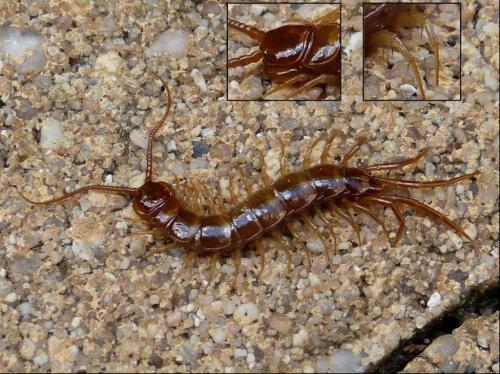 Lithobius forficatus