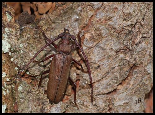Réf. 126 176 : Aegosoma scabricorne