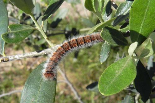 Lasiocampa trifolii
