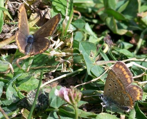Polyommatus icarus