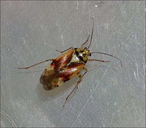 Lygus sp.