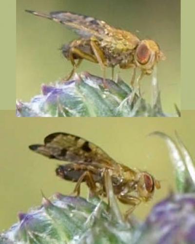 Xyphosia miliaria