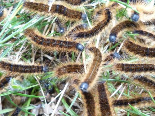 Malacosoma franconica