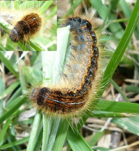 Malacosoma franconica
