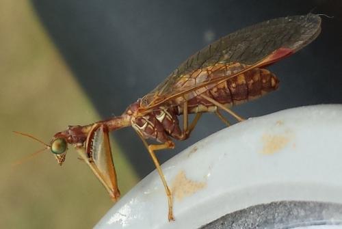 Réf. 126 818 : Mantispa styriaca