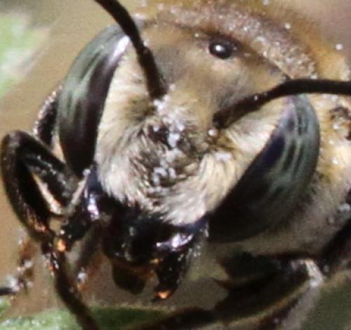 Réf. 126 409 : Megachile sp.